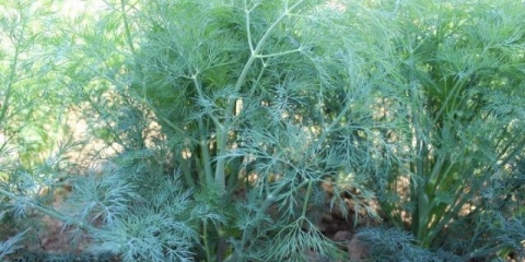 Gospodar kopra (lord): recenzije o tome kako uzgajati